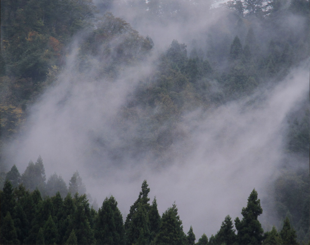 小鍛冶秀明　雨上りの森