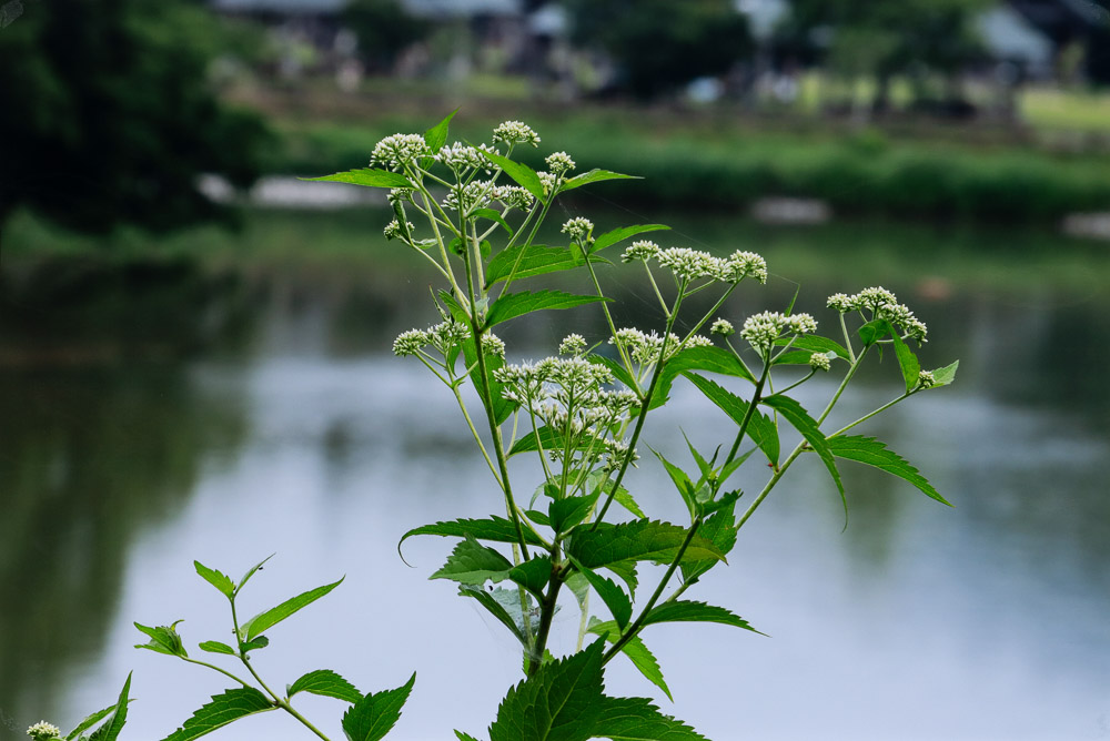 小鍛冶秀明　緑の湖畔