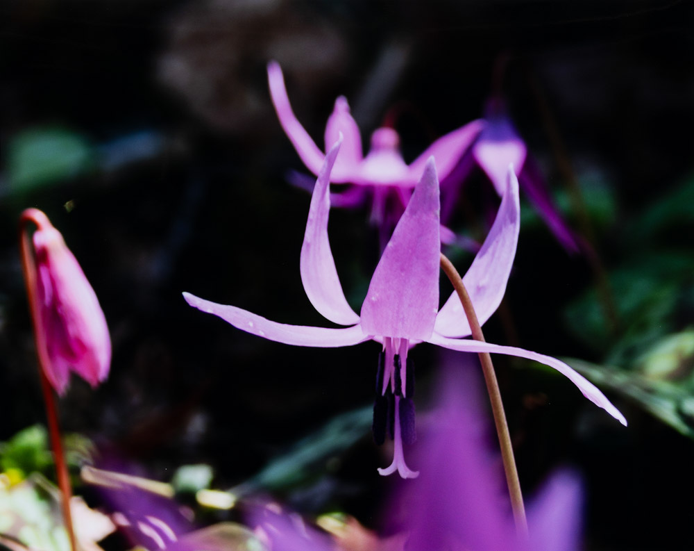 小鍛冶まち子　春来たる