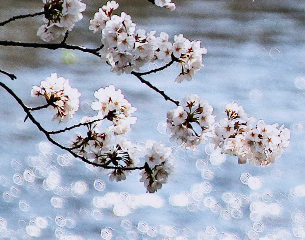 小鍛冶まち子　春光